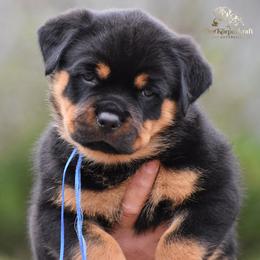 Rottweiler Puppies from DKV Rottweilers, German Rottweiler Puppies For Sale
