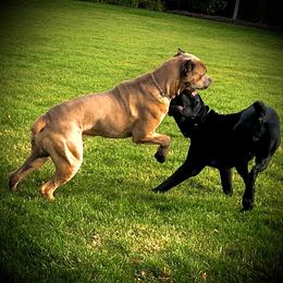 Cane Corso Puppies from DiamondBabyCorso