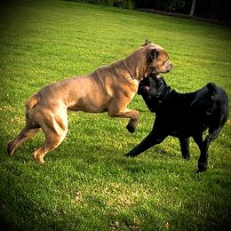 Cane Corso Puppies from DiamondBabyCorso