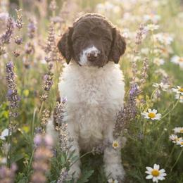 Lil - Parti female Poodle puppy in Spring Hills, Florida from The Olympus Standard Poodle
