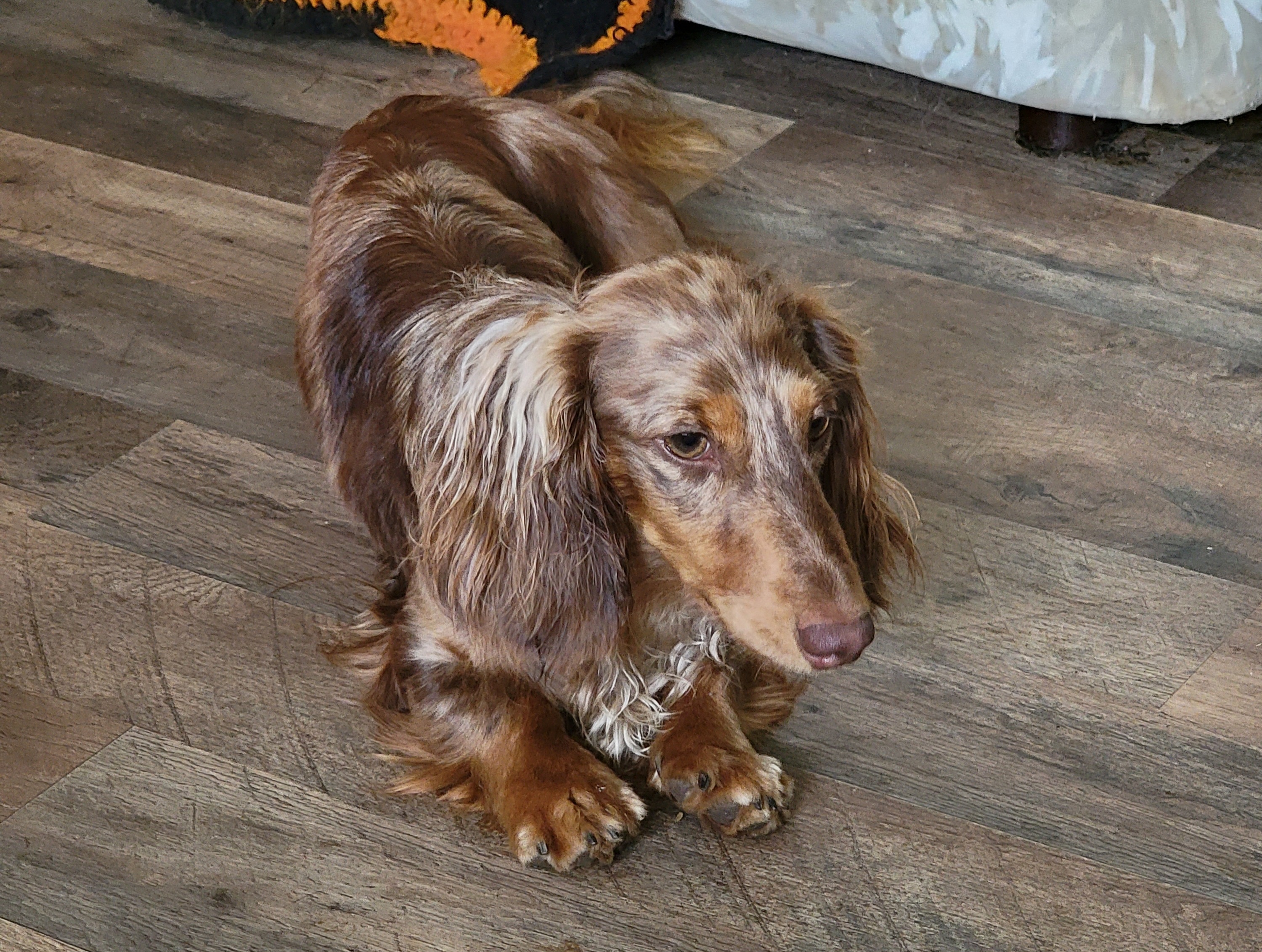 Cami - Dachshund