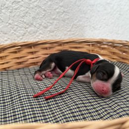 Mr. Red - Tri-color male Cavalier King Charles Spaniel puppy in Port Richey, Florida from Sunshine State Cavaliers