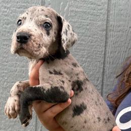 Superman - Merle male Great Dane puppy in Florida from Beachside Kennels