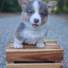 Toto - Blue merle and white male American Corgi puppy in Cameron, North Carolina from Butts Family Corgis