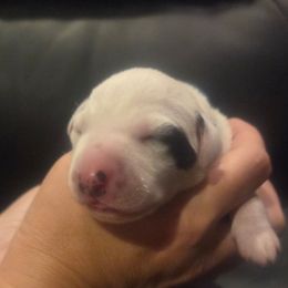 JOEY BLUE COLLAR - White and black male Dalmatian puppy in Palmer, Massachusetts from Delaney's Dalmatians 2