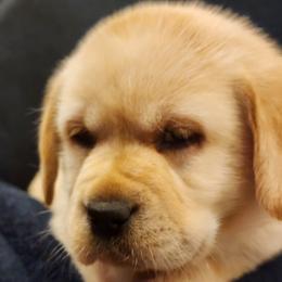 Green - Yellow male Labrador Retriever puppy in Siloam Springs, Arkansas from Karemy Kennels (Karemy Labradors)