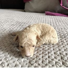 Poodle, Yorkipoo, and Yorkshire Terrier Puppies from Tuts Pups Cafe