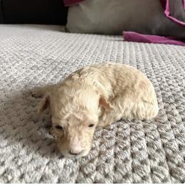 Poodle, Yorkipoo, and Yorkshire Terrier Puppies from Tuts Pups Cafe