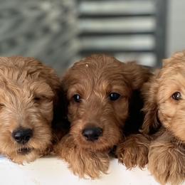 Goldendoodle Puppies from The Doodle grove
