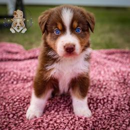Grits - Red tri-color male Australian Shepherd puppy in Buena Vista, Colorado from Wigglebutts Unlimited