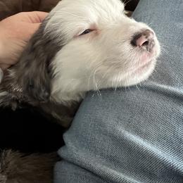 Australian Shepherd Puppies from Kelly Arndt