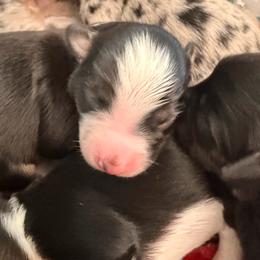 Clover - Black tri male Miniature Australian Shepherd puppy in Harpers Ferry, West Virginia from Carter's Cuties