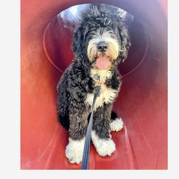 Bernedoodle, Goldendoodle, Poodle, and Sheepadoodle All Grown Up from Kerr Kanine Ranch