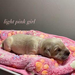 Golden Retriever Puppies from Sweeter Than Honey Golden Retrievers, LLC.