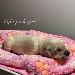 Golden Retriever Puppies from Sweeter Than Honey Golden Retrievers, LLC.