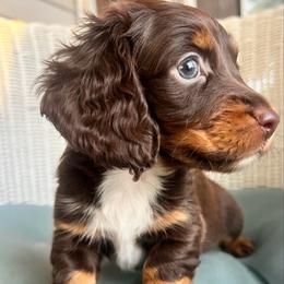 Freya - Chocolate and tan female Dachshund puppy in Highland, California from BAES Teufelshunde
