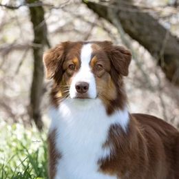 MJ - Australian Shepherd
