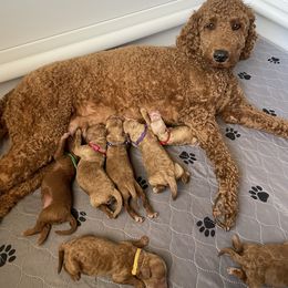 Goldendoodle Puppies from Doodle Paws Az