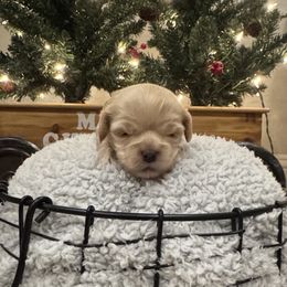 Oliver - Brown male Cockapoo puppy in Paradise, Texas from 4W’s F2 Cockapoos