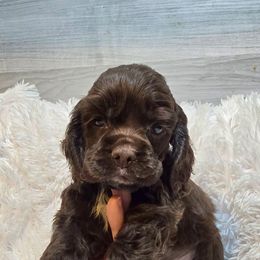 Mocha - Brown female Cocker Spaniel puppy in Florence, South Carolina from Reddick's American Cocker Spaniels