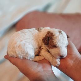 Ozzie - Parti male Goldendoodle puppy in Austin, Texas from Cedarcrest Goldendoodles