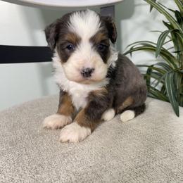 Angie - Blue merle female Bernedoodle puppy in Holtwood, Pennsylvania from Country Ridge Puppies