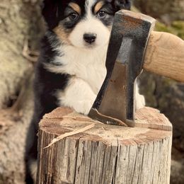 Australian Shepherd Puppies from Mountain Trail Aussies
