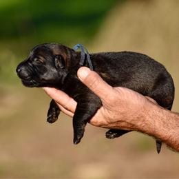 Blue - Sable male German Shepherd puppy in Cherryville, North Carolina from Masky Kennel