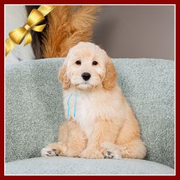 Frederick - Red  male Goldendoodle puppy in Connersville, Indiana from Deaz Doodle Ranch