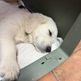 Golden Retriever and Poodle Puppies from Clementi Pearl Golden and Poodle