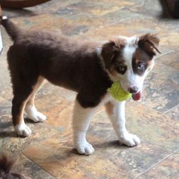 Australian Shepherd Puppies from Lovable Little Aussies