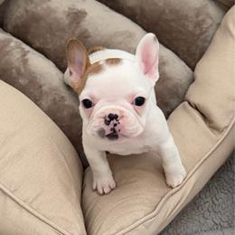 Peony - Fawn female French Bulldog puppy in Galt, California from The three little frenchies