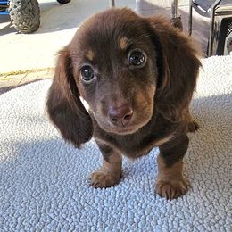 Pink - Chocolate and tan female Dachshund puppy in Sarasota County, Florida from Donna's Mini Joys