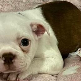 Boston Terrier Puppies from Heather's Boston Babies