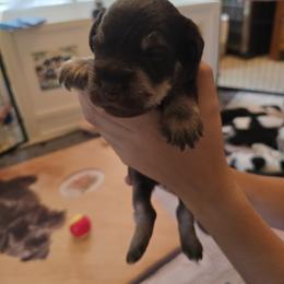 Aldous - Liver male Miniature Schnauzer puppy in Winter Haven, Florida from The Blue Eyed Schnauzer