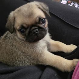 Waffle - Fawn male Pug puppy in Cincinnati, Ohio from Pugs513