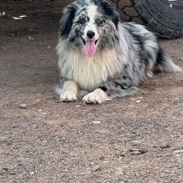 RainyDay - Miniature Australian Shepherd