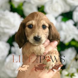 Phoenix (Orange) - Cream female Dachshund puppy in Palm Bay, Florida from Life With Mini Paws