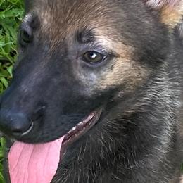 Mint green collar - Sable German Shepherd puppy in Punta Gorda, Florida from Blitzenhaus Working Dogs