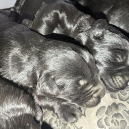 Girl 4 - Black female Giant Schnauzer puppy in Bois D’arc, Missouri from Down Low Kennels