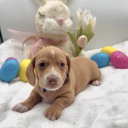 Ghost - Cream male Dachshund puppy in Goodyear, Arizona from AZ Royal Doxies llc