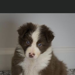 Border Collie Puppies from Shill Border Collies
