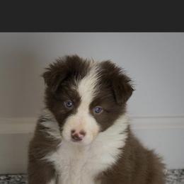 Border Collie Puppies from Shill Border Collies