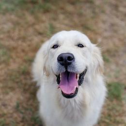 Gem - Light golden female Golden Retriever puppy in Lakewood, California from Cloud Nine Kennel