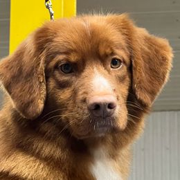 Bentley - Nova Scotia Duck Tolling Retriever