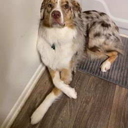 Australian Shepherd Puppies from Johnson Aussies