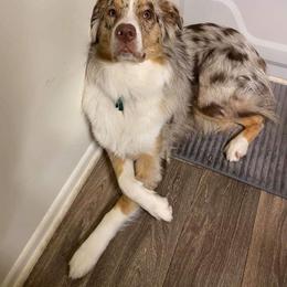 Australian Shepherd Puppies from Johnson Aussies