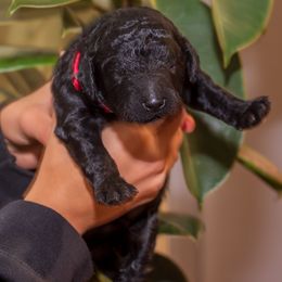 Red Boy - Black male Poodle puppy in Palmetto, Georgia from Renders Poodles