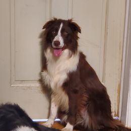 Waylon - Border Collie