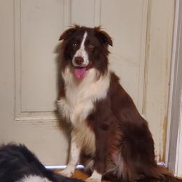 Waylon - Border Collie